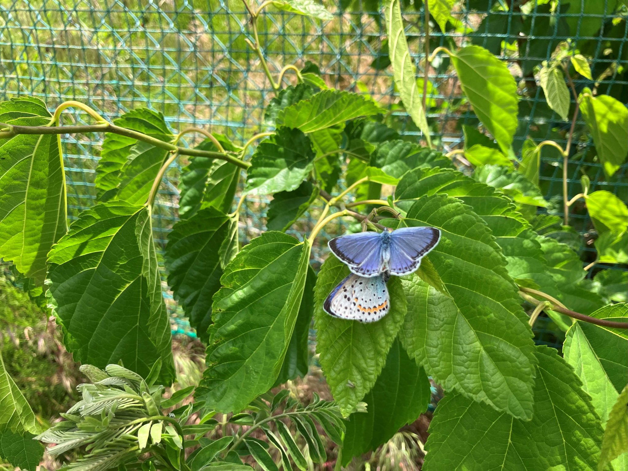 オオルリシジミの交尾の様子